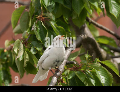 Oiseau noir commun mâle, Turdus Merula, avec un plumage ou un leucisme leucistic; une décoloration due à une anomalie pigmentaire, Londres, Royaume-Uni Banque D'Images