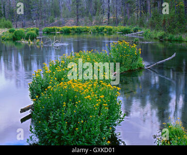 USA, Ohio, forêt nationale de Deschutes, Arnica et monkeyflower fleurissent sur les billes à Fall River. Banque D'Images