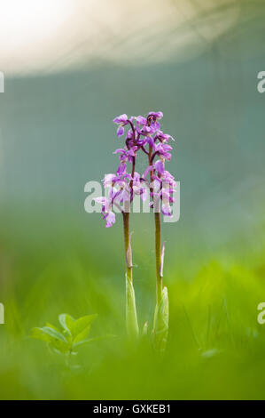 Early Purple Orchid Orchis mascula portrait, Essex, Avril Banque D'Images