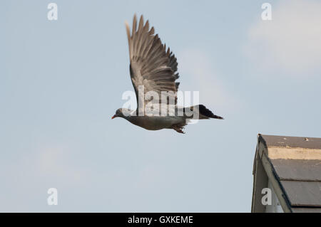 Pigeon ramier Columba palumbus taking flight de toit de maison, Essex, août Banque D'Images