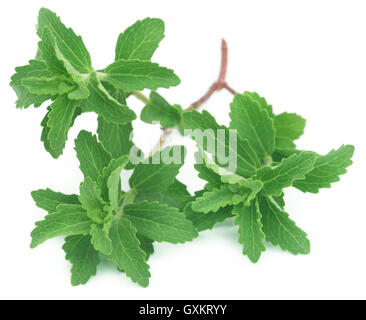 Les feuilles de Stevia frais utilisé comme édulcorant naturel sur fond blanc Banque D'Images