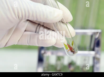 Plante de culture tissulaire in test tube Banque D'Images