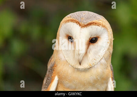 Portrait d'une chouette effraie (Tyto alba ) ou Effraie des clochers de la commune contre un vague fond vert. Banque D'Images