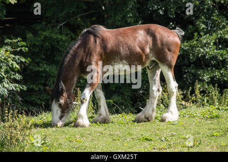 Glasgow, Royaume-Uni 02 octobre 2016 Plus de 30000 coureurs de tous les âges et capacités s de prendre part à la grande marche pour exécuter de nombreux écossais charité , Banque D'Images
