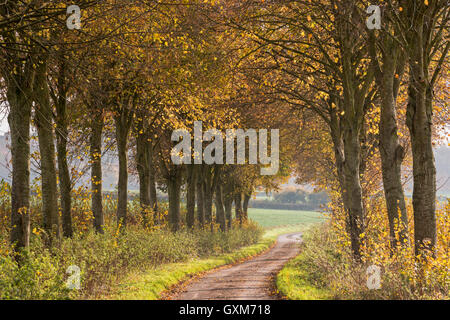 Chemin de campagne qui traverse une avenue d'arbres d'automne coloré, Dorset, Angleterre. L'automne (novembre) 2014. Banque D'Images