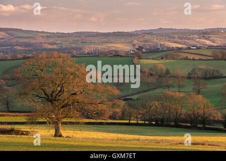 Soirée d'or la lumière du soleil chauffe l'hiver, campagne du Devon, Copplestone, Devon, Angleterre. L'hiver (février) 2015.