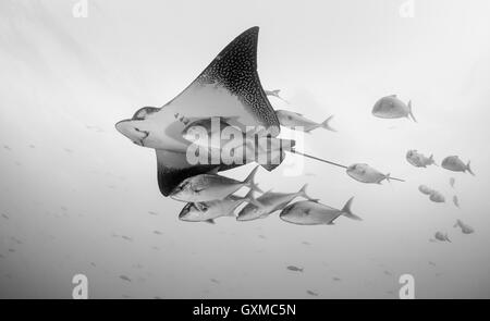 Spotted Eagle Ray de natation avec une école de carangues, Wolf Island, îles Galapagos, en Équateur. Banque D'Images