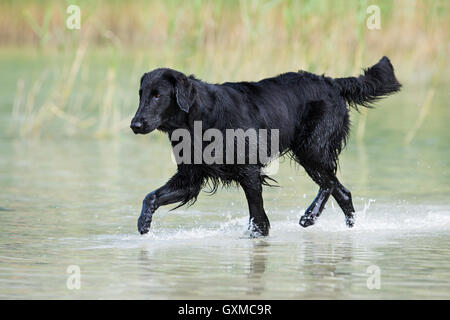 Retriever à Poil Plat, noir, la course à travers l'eau en face de roseaux, Tyrol, Autriche Banque D'Images