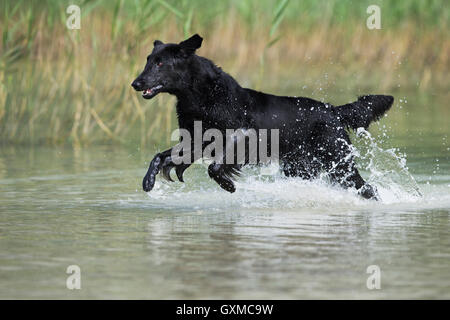 Retriever à Poil Plat, noir, la course à travers l'eau en face de roseaux, Tyrol, Autriche Banque D'Images