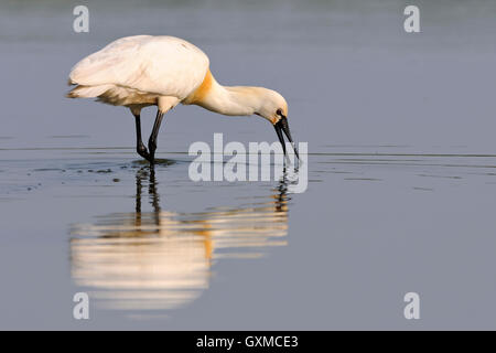 Bec de cuillère eurasien ( Platalea leucorodia ) pataugant dans les eaux peu profondes, balayant le bec partiellement ouvert d'un côté à l'autre, faune, Europe. Banque D'Images