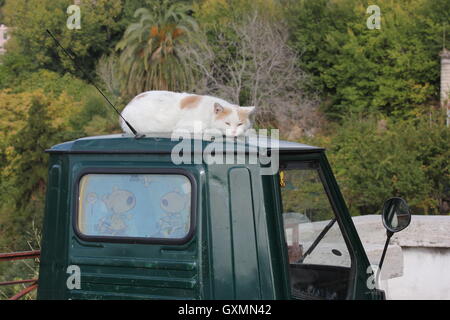 Funny cute photo poétique du chat dormant sur unknown, Tivoli, Italie Banque D'Images