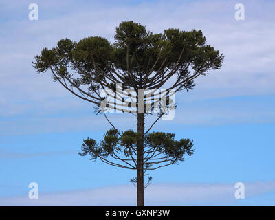 Arbre Araucaria (Araucaria angustifolia) dans les régions rurales du comté de Tamarana, État de Parana, Brésil Banque D'Images