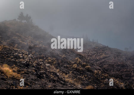 Les forêts du patrimoine mondial de Madère terriblement détruite par des incendies en 2016. Certains des arbres ont une énorme volonté de vie et ont survécu Banque D'Images