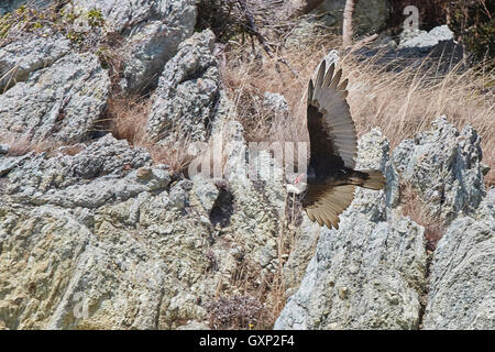 Un Urubu à tête rouge (Cathartes aura), planeur, sur Angel Island, San Francisco, Californie, USA. Banque D'Images