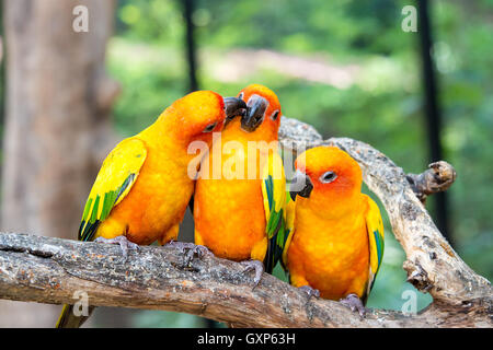 Trois oiseaux sunconure la perche en direction du bois en forêt. Sunconure l'interaction des oiseaux. Banque D'Images