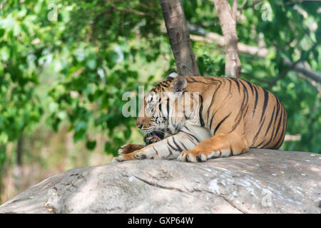 Tigre du Bengale en forêt voir la tête et aux jambes. Tiger dans la pierre. Banque D'Images
