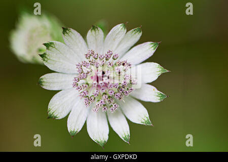 Masterwort Astrantia major, plus Banque D'Images