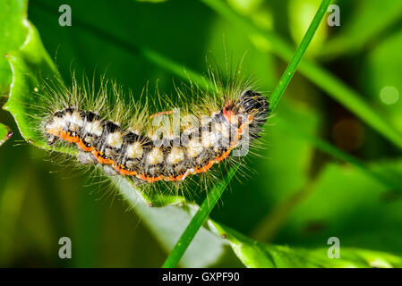 Chenille de papillon Banque D'Images