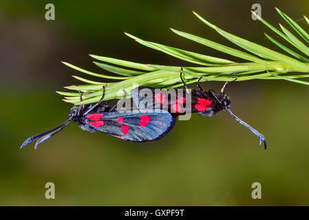 Slender Scotch Burnet Banque D'Images