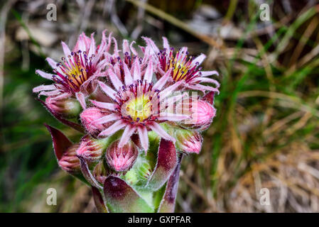 Fleur alpine (Sempervivum montanum) Banque D'Images