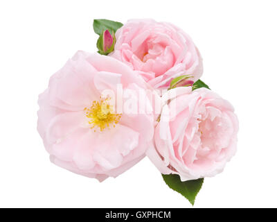 Trois roses rose pâle avec reservoir isolated on white Banque D'Images