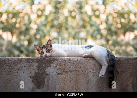 Chat couché sur un mur et l'arrière-plan flou. Banque D'Images