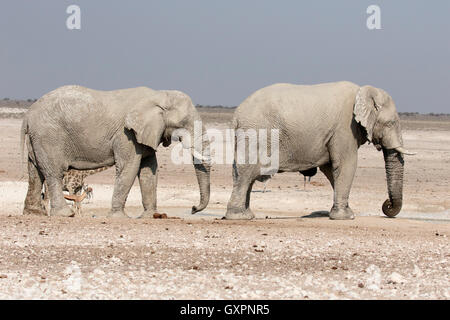 L'éléphant d'Afrique, Loxodonta africana, deux mammifères, Etosha, Namibie, août 2016 Banque D'Images