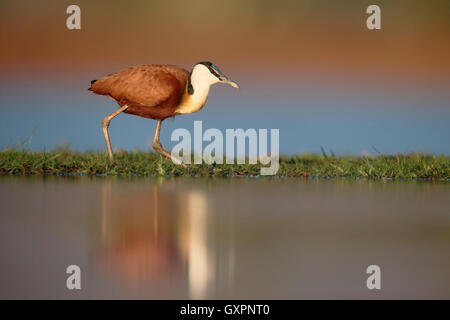 Jacana africain Actophilornis africanus, seul, par l'eau, l'Afrique du Sud, août 2016 Banque D'Images