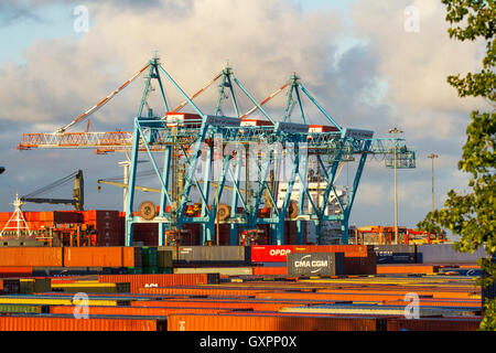 Peel ports £300m de profondeur côté rivière porte-conteneurs extension de terminal portique et portique porte-à-faux géant grues megamax (CRMG) qui peut maintenant décharger les plus grands conteneurs dans le monde. Expédition dans le port de Liverpool, L2 Merseyside, Royaume-Uni Banque D'Images