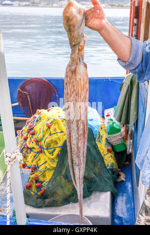 Pêcheur de bras montrant la pendaison sur bateau de pêche du poulpe Banque D'Images