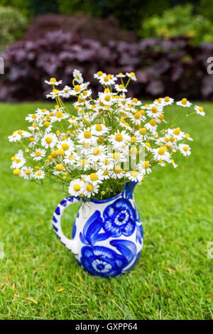 Blanc sur bleu à fleurs de camomille vase in grass Banque D'Images