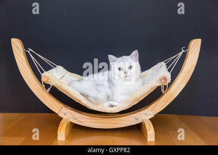 Cheveux courts Britannique Silver Shaded chat paresseux couché dans un hamac Banque D'Images