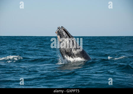 Humpback Whale breaching pendant la migration annuelle vers le nord le long de la côte est de l'Afrique du Sud. Banque D'Images