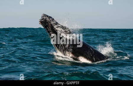 Humpback Whale breaching pendant la migration annuelle vers le nord le long de la côte est de l'Afrique du Sud. Banque D'Images