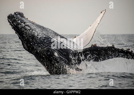 Humpback Whale breaching pendant la migration annuelle vers le nord le long de la côte est de l'Afrique du Sud. Banque D'Images