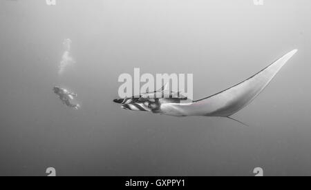 Manta Ray en bleu de l'eau à Socorro Îles Revillagigedo au Mexique. Banque D'Images