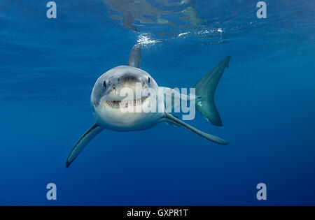 Grand requin blanc au sous-marin de l'île de Guadalupe au Mexique. Banque D'Images