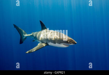 Grand requin blanc au sous-marin de l'île de Guadalupe au Mexique. Banque D'Images