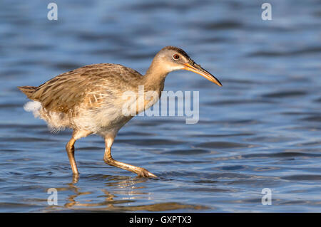 Râle gris femelle (Rallus crepitans) de patauger dans les eaux peu profondes des marais à marée tôt le matin, Galveston, Texas, États-Unis. Banque D'Images