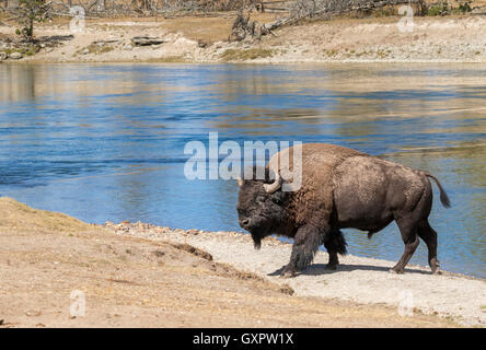 Homme bison d'Amérique (Bison bison) près de la rivière Yellowstone, le Parc National de Yellowstone, Wyoming, USA. Banque D'Images