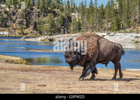 Homme bison d'Amérique (Bison bison) près de la rivière Yellowstone, le Parc National de Yellowstone, Wyoming, USA. Banque D'Images