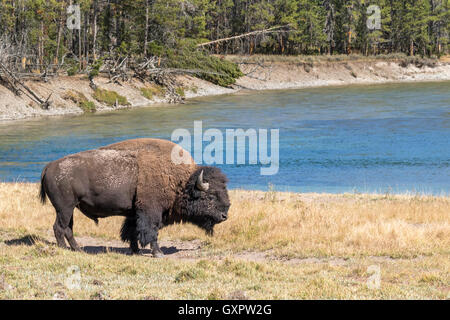 Homme bison d'Amérique (Bison bison) le pâturage près de la rivière Yellowstone, le Parc National de Yellowstone, Wyoming, USA. Banque D'Images