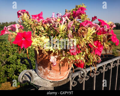 Pot de fleurs rouge vif à la fin de saison d'été Banque D'Images