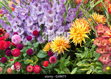 Affichage floral avec Dahlia 'vulcan' et juxtaposé à fleurs Glaïeuls Wisley RHS Flower show, Surrey, Angleterre Banque D'Images