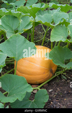 Cucurbita pepo. Pumpkin 'atlantic giant' dans un potager en Angleterre Banque D'Images