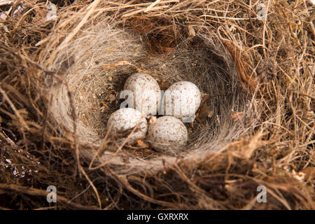 Détail d'oeufs d'oiseaux dans le nid Banque D'Images