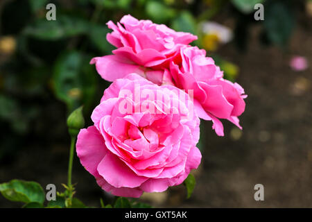 Trois roses dans un jardin. Banque D'Images