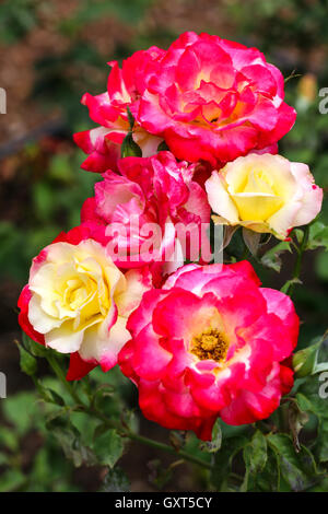 Roses jaunes et rouges dans un jardin. Banque D'Images