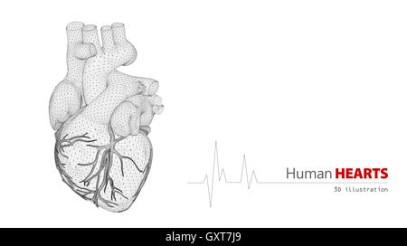 Anatomie du coeur humain sur un fond blanc Banque D'Images