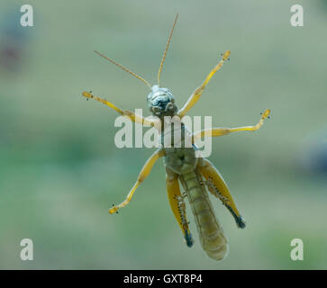 À partir de la sauterelle ci-dessous Banque D'Images